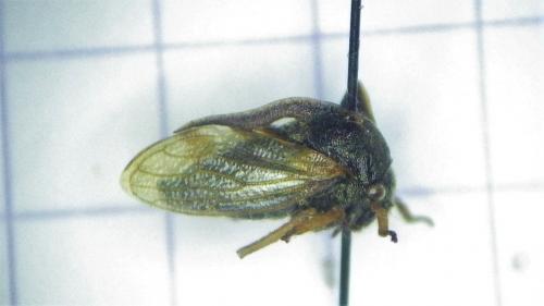 Centrotus cornutus